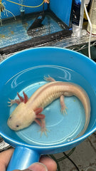 Albino Axolotl Size 6-7" (Breeding Size)