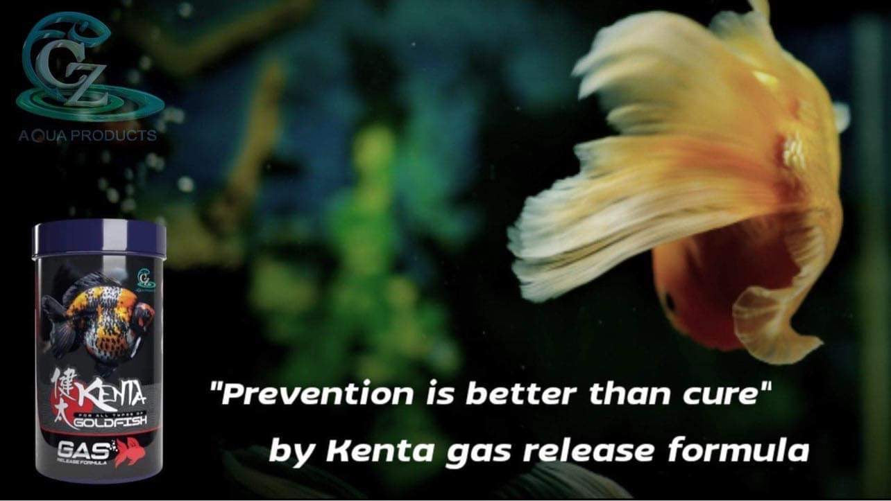 Kenta Release Gas - 150g, 1.5mm (sinking pellets) - CZ Aqua Goldfish Food