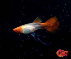 Albino Red Koi Ribbon