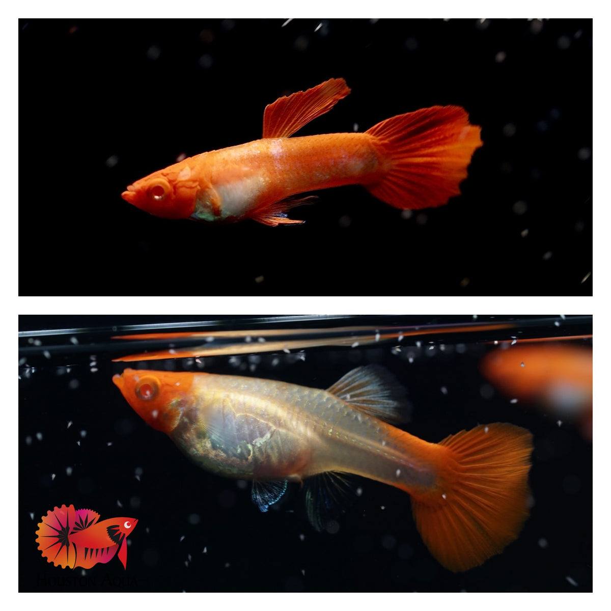 Albino Red Koi Guppy