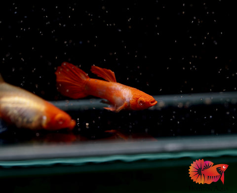 Albino Red Koi Guppy
