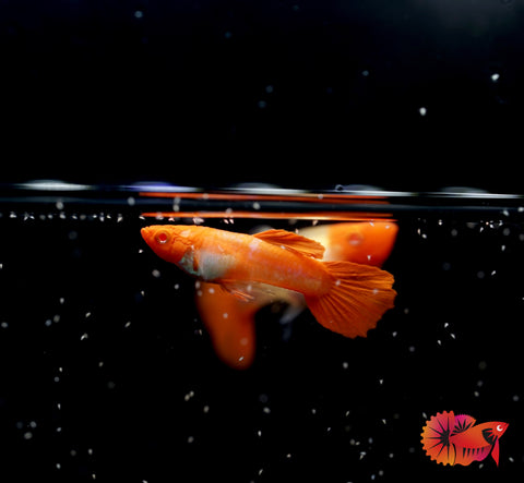 Albino Red Koi Guppy