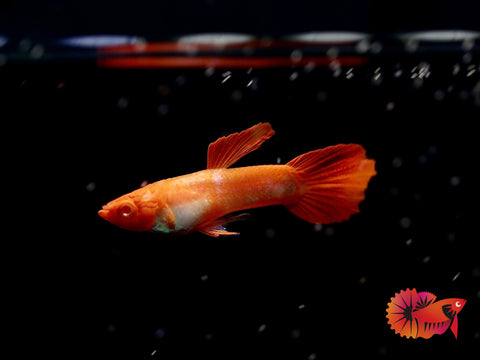 Albino Red Koi Guppy