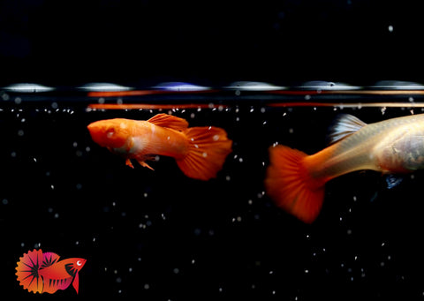 Albino Red Koi Guppy