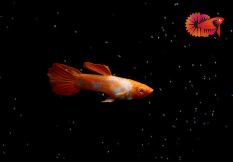 Albino Red Koi Guppy