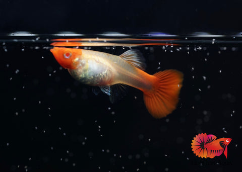 Albino Red Koi Guppy