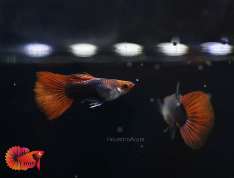 Black Koi Short Tuxedo Guppy