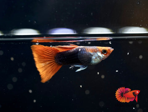 Black Koi Short Tuxedo Guppy