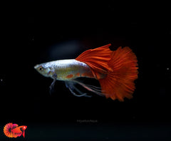 Dumbo Red Tail Ribbon