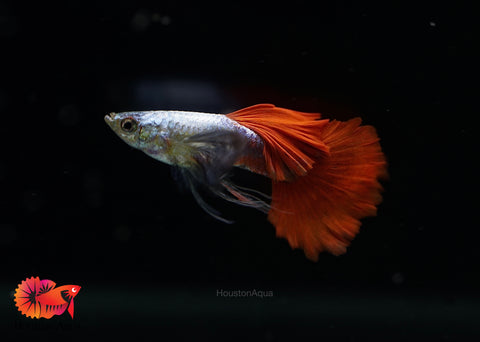 Dumbo Red Tail Ribbon Guppy
