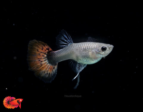 Dumbo Red Tail Ribbon Guppy