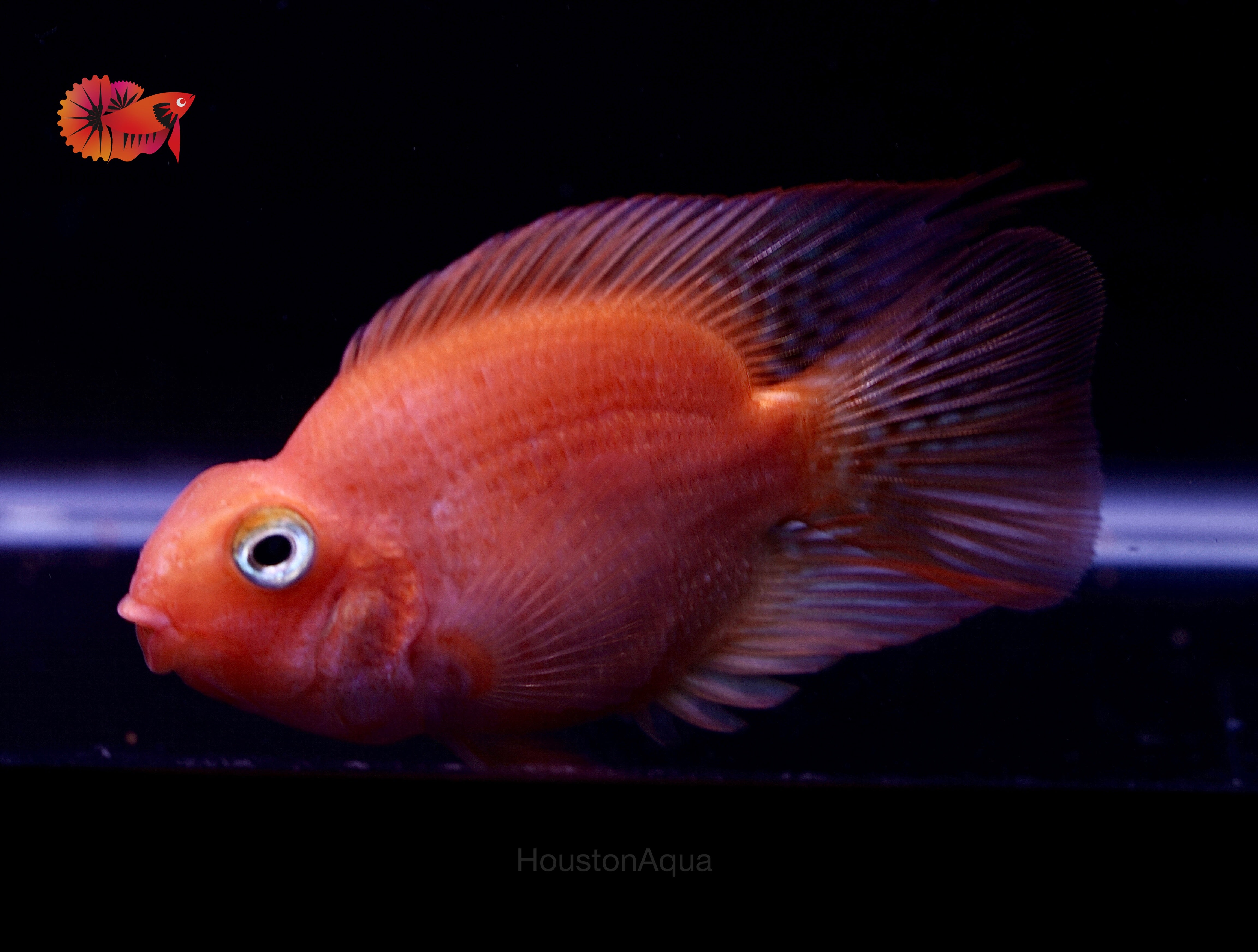 Blood Parrot Cichlid med - Richmond Aquarium Blood Parrot Cichlid med - Richmond Aquarium