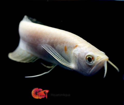 Albino Arowana - Live Dragon Lucky Fish (Size 5-5.5”)