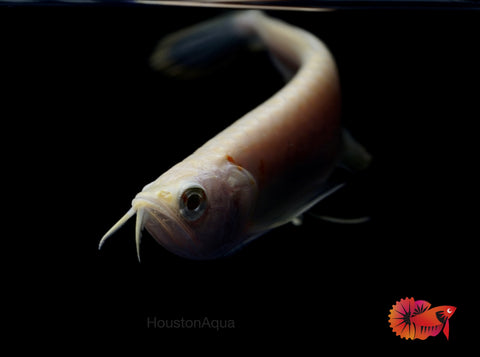 Albino Arowana - Live Dragon Lucky Fish (Size 5-5.5”)