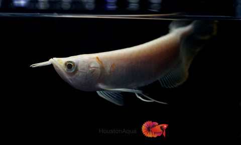 Albino Arowana - Live Dragon Lucky Fish (Size 5-5.5”)