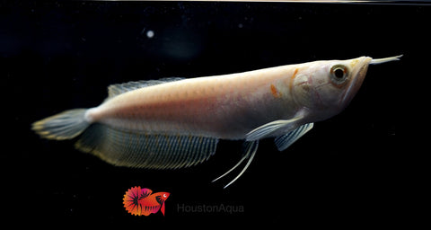 Albino Arowana - Live Dragon Lucky Fish (Size 5-5.5”)