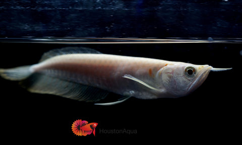 Albino Arowana - Live Dragon Lucky Fish (Size 5-5.5”)