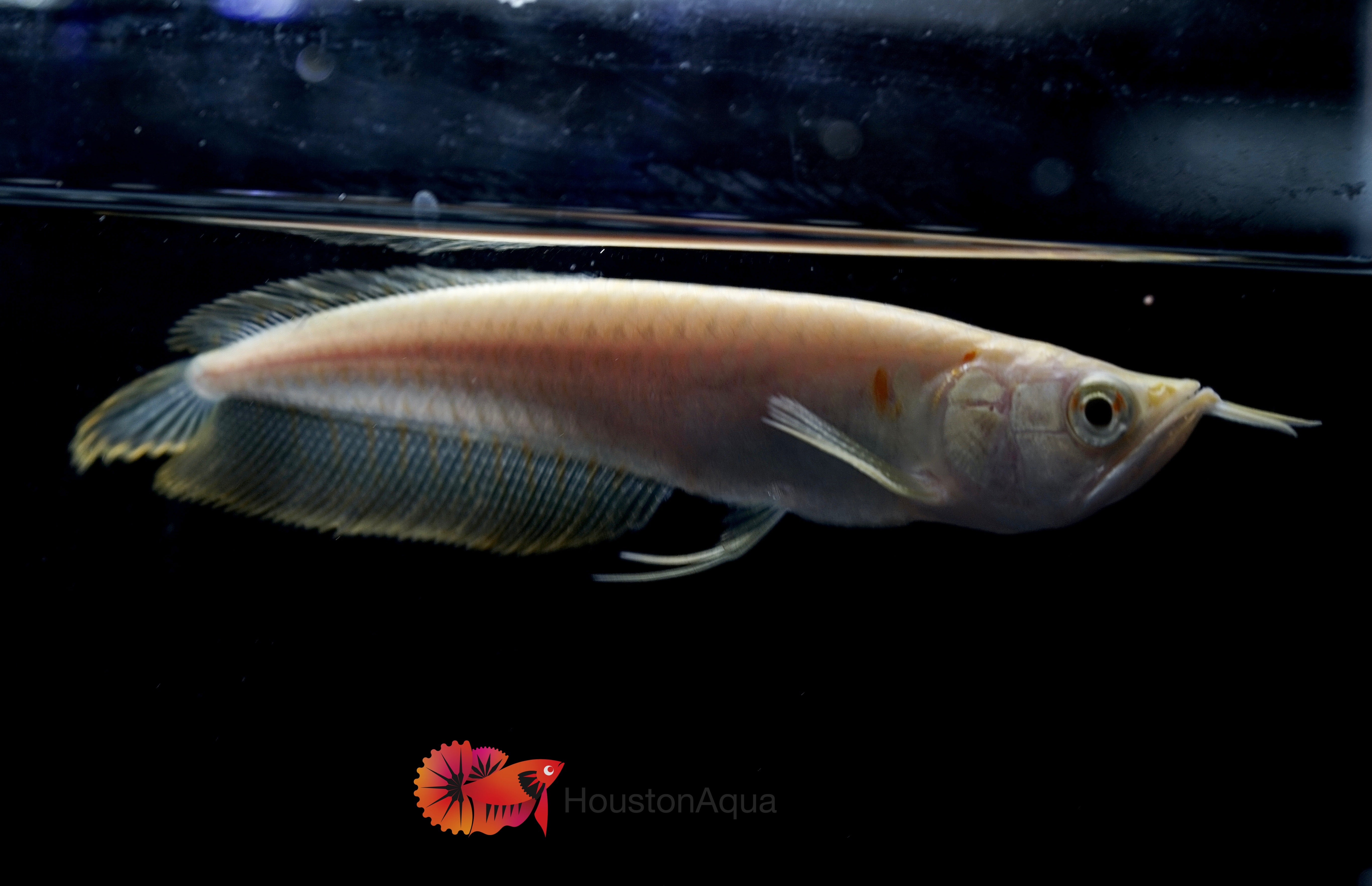 Albino Arowana - Live Dragon Lucky Fish (Size 10")