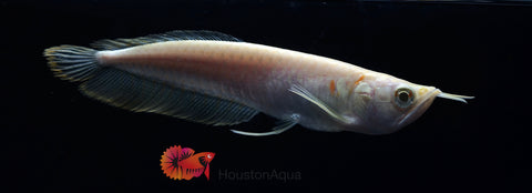 Albino Arowana - Live Dragon Lucky Fish (Size 5-5.5”)