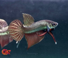 Copper Metallic Mahachai Wild Betta Live Fish