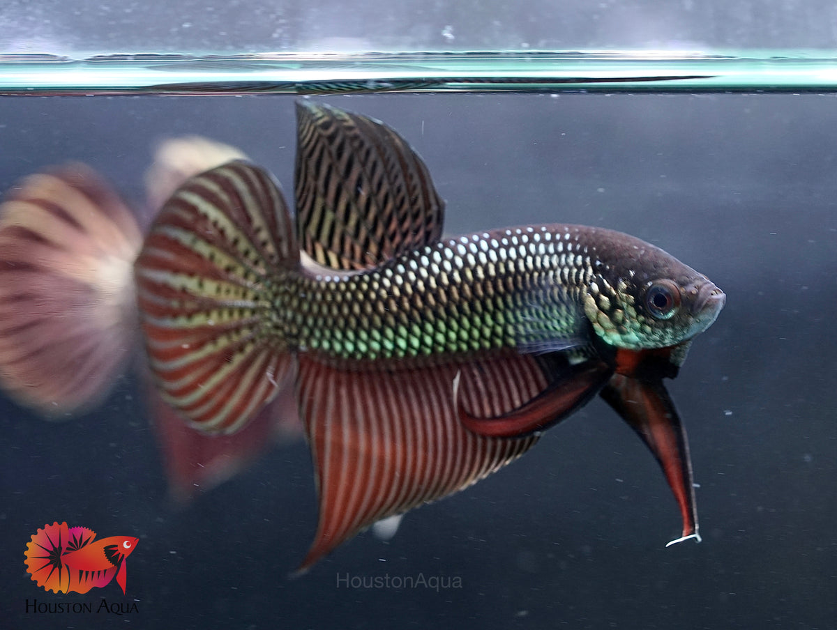 Copper Metallic Mahachai Wild Betta Live Fish