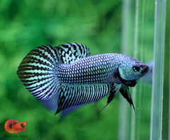 Metallic Alien Wild Betta Fish (Plakat Wild Betta)
