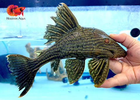 L191 Dull Eyed Broken Line Royal Pleco Live Premium Pleco Size XX Large 8-9"