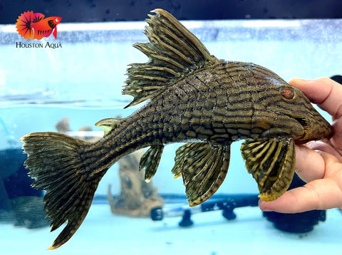 L191 Dull Eyed Broken Line Royal Pleco Live Premium Pleco Size XX Large 8-9"