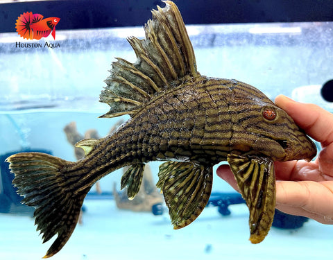 L191 Dull Eyed Broken Line Royal Pleco Live Premium Pleco Size XX Large 8-9"