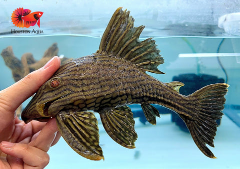 L191 Dull Eyed Broken Line Royal Pleco Live Premium Pleco Size XX Large 8-9"