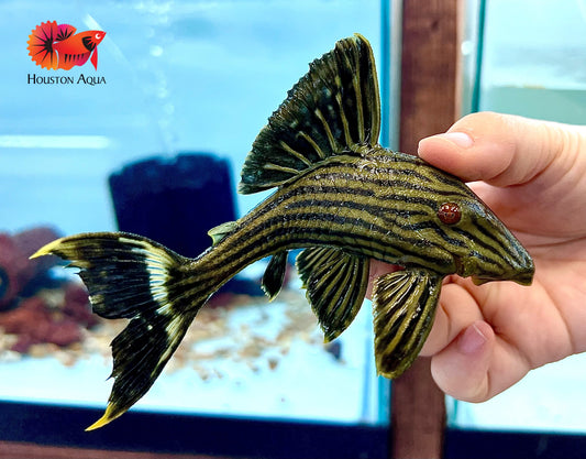 L190 ROYAL PLECO (PANAQUE NIGROLINEATUS) - Live Premium Pleco Fish - Size 4"