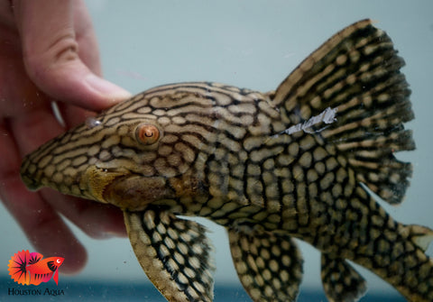 L330 Fully Spotted Watermelon Royal Pleco - Live Fish Pleco Size Large 5-6"