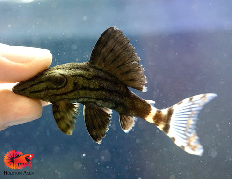 L191 Broken Line Royal Pleco - Live Premium Pleco Fish - Size Medium 3-4"