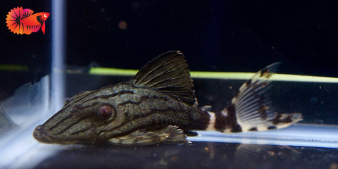 L191 Broken Line Royal Pleco - Live Premium Pleco Fish - Size Medium 3-4"