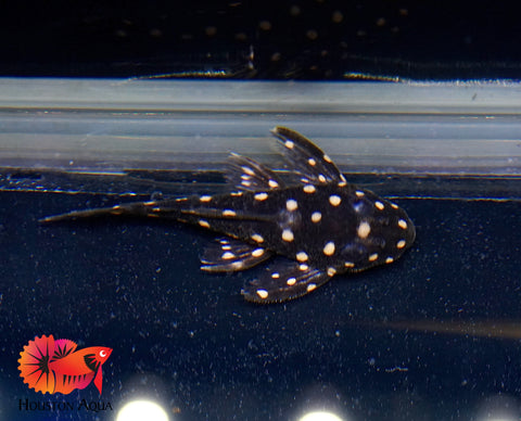 L201 SNOWBALL AKA ORINOCO ANGEL PLECO - Snow Ball Live Pleco Premium A+