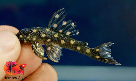 L201 SNOWBALL AKA ORINOCO ANGEL PLECO - Snow Ball Live Pleco Premium A+