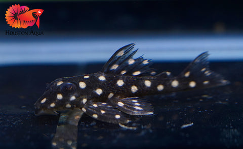 L201 SNOWBALL AKA ORINOCO ANGEL PLECO - Snow Ball Live Pleco Premium A+