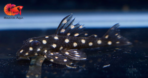 L201 SNOWBALL AKA ORINOCO ANGEL PLECO - Snow Ball Live Pleco Premium A+