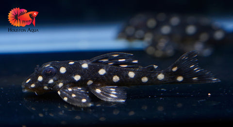 L201 SNOWBALL AKA ORINOCO ANGEL PLECO - Snow Ball Live Pleco Premium A+