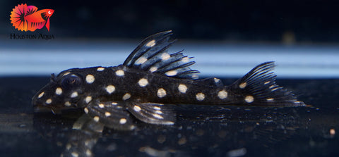 L201 SNOWBALL AKA ORINOCO ANGEL PLECO - Snow Ball Live Pleco Premium A+