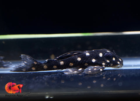 L201 SNOWBALL AKA ORINOCO ANGEL PLECO - Snow Ball Live Pleco Premium A+