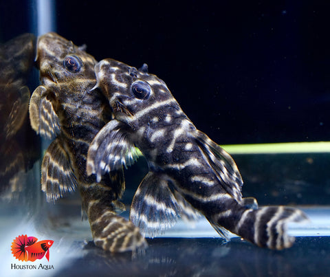 L340 Hypancistrus Zebra Venezuela - Live Aquarium Pleco Fish Grade A+++