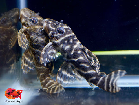 L340 Hypancistrus Zebra Venezuela - Live Aquarium Pleco Fish Grade A+++