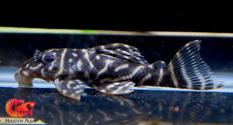 L340 Hypancistrus Zebra Venezuela - Live Aquarium Pleco Fish Grade A+++