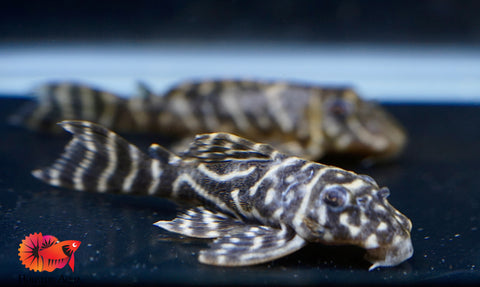 L340 Hypancistrus Zebra Venezuela - Live Aquarium Pleco Fish Grade A+++