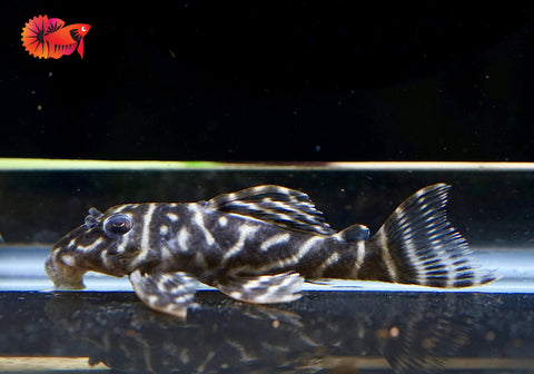 L340 Hypancistrus Zebra Venezuela - Live Aquarium Pleco Fish Grade A+++