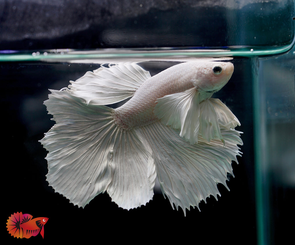 Dumbo Pearl White Fancy Halfmoon Live Male Betta Fish – Houston Aqua