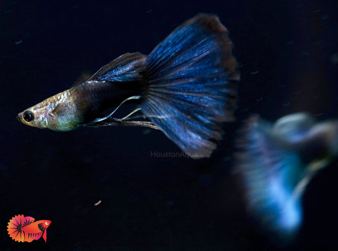 HB Blue Ribbon Delta Big Tail Guppy