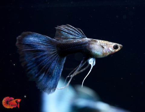 HB Blue Ribbon Delta Big Tail Guppy