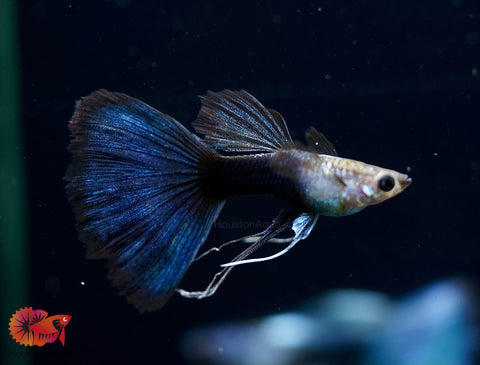 HB Blue Ribbon Delta Big Tail Guppy